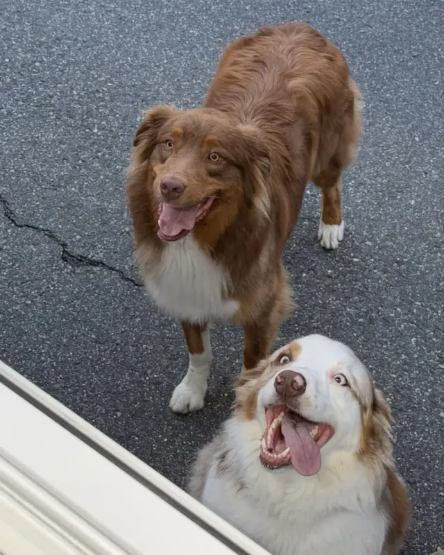 Two Australian Shepherds looking up at the truck, one grinning with its tongue out